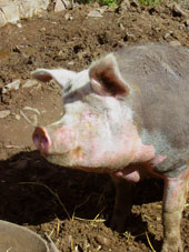 photo d'un beau cochon