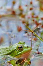 grenouille