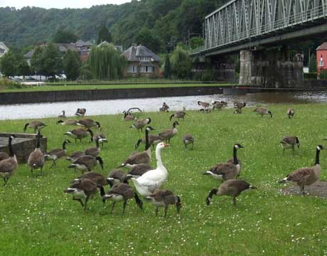 canard.jpg