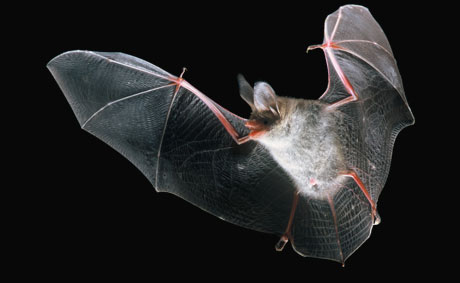 Photo d'une chauve-souris en vol